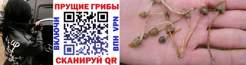 Купить  Мышкин  Псилоцибиновые грибы Psilocybine cubensis 